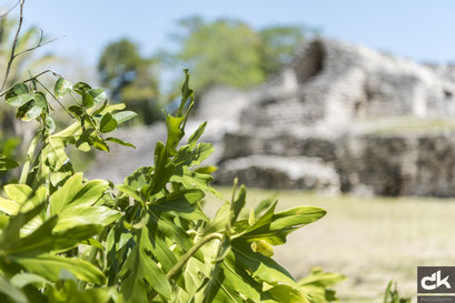 Pflanzen und Palmen in Maya Stätten