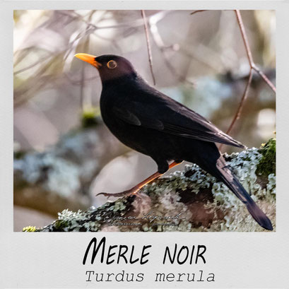 Merle noir - LgDAMSphoto ©2020