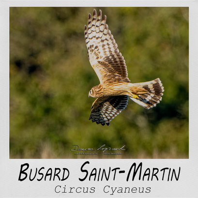 Busard Saint-Martin - LgDAMSphoto ©2022