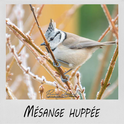 Mésange huppée - LgDAMSphoto ©2016