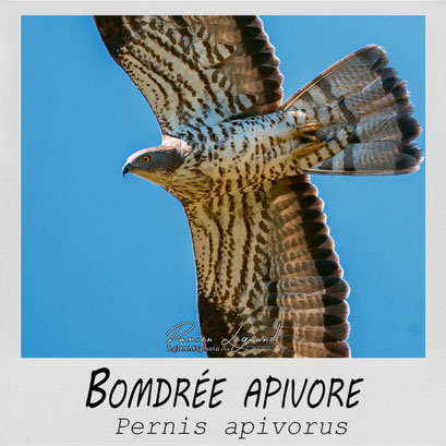 Bondrée apivore - LgDAMSphoto ©2022