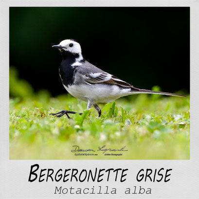 Bergeronnette grise - LgDAMSphoto©2020