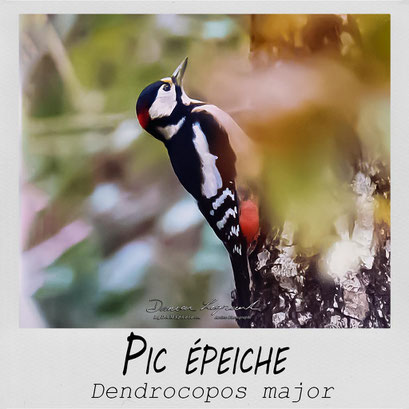 Pic épeiche - LgDAMSphoto ©2023