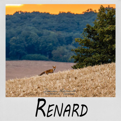 Galerie photo animalière "Renard" LgDAMSphoto - Damien Legrand