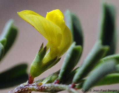 Hippocrepis unisiliquosa - Jebel Sayh - Musandam