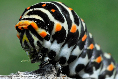 Chenille de Papilio Machaon