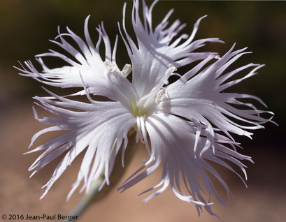 Dianthus crinitus - Jebel Sayh - Musandam