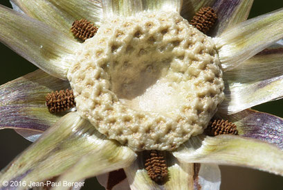 Senecio flavus - Jebel Sayh - Musandam