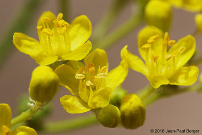 Haplophyllum tuberculatum - Wadi Daynah