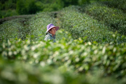 Choui Fong tea plantation © Jurjen Veerman