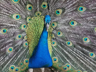 Reinhard Riedel - Pfau  Monatsphoto Juni (Copy)