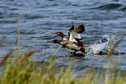 Klaus Janßen, Juli 2025, Mofo (Copy)