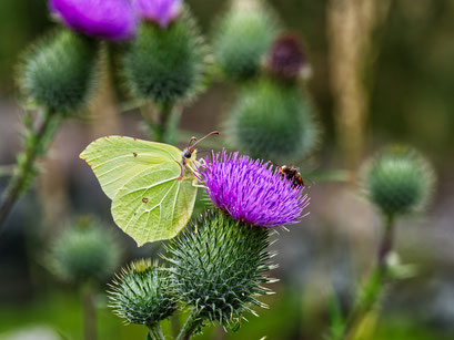 Andreas_Ege_2025_07_MoFo_DSC_7009 (Copy)