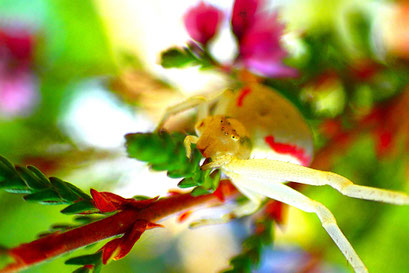 Renate Gerstel - Veränderliche Krabbenspinne (Copy)