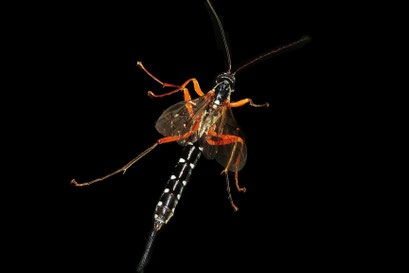 Klaus Janßen, Mofo August 2025 Holzschlupfwespe (Copy)