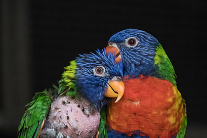 Steffi-Siemer-2024-06-MoFo-Vogelpark-Walsrode