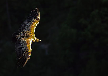 MoFo Jochen Mathews (Copy)