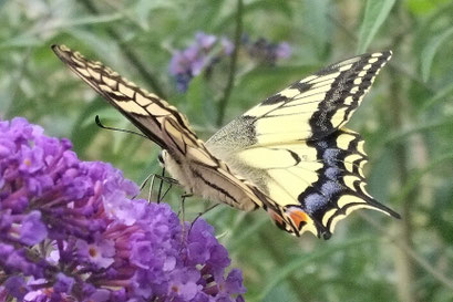 Reinhard Riedel 2025-07-15 Schwalbenschwanz selten in Soltau (Copy)
