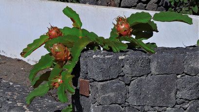 Hylocereus Kaktus mit Drachenfrüchten (Pitaya)