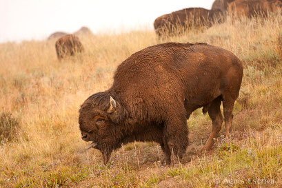 Bison mâle en rut