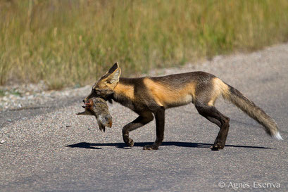 Red fox ayant trouvé deux écureuils écrasés par une voiture
