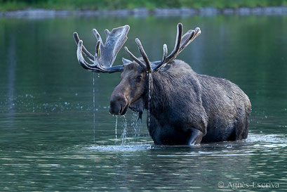 Elan - Orignal - Moose