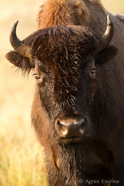 Femelle bison