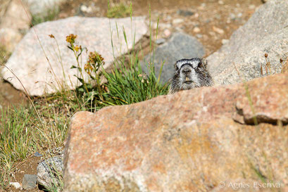 Marmotte à ventre jaune