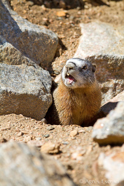 Cri de la marmotte à ventre jaune