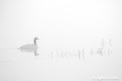 Canada goose