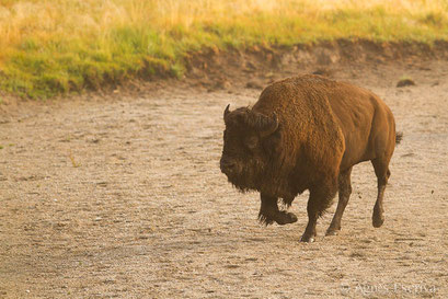 Bison mâle chargeant un congénère
