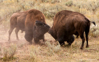 Combat de mâles bisons