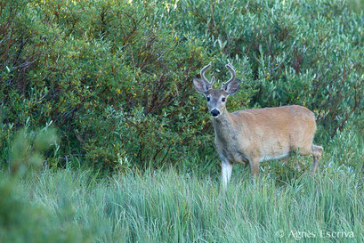 Cerf de Virginie