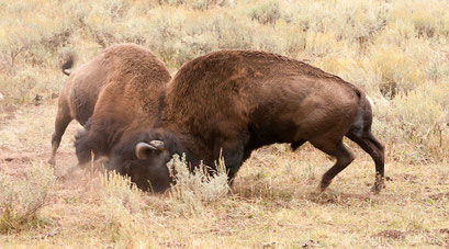 Combat de mâles bisons