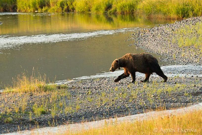 Vieux mâle ours grizzly