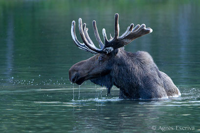 Elan - Orignal - Moose