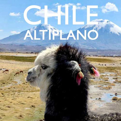 Lama Chile Hochland Altiplano