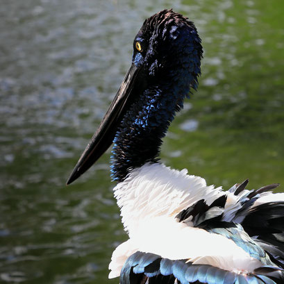 Black-nacked-stork