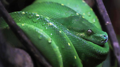 green-python