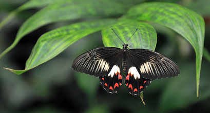 Ambrax-swallowtail