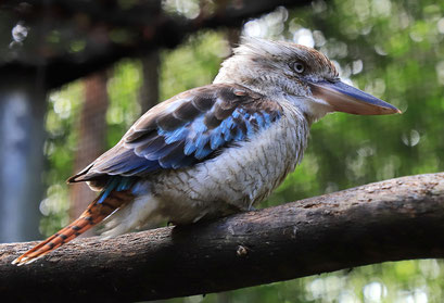 blue -winged-kookaburra
