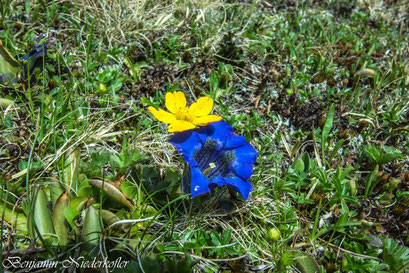 Die Enzianblüte beginnt in Weißenbach Ende April und geht bis Mitte Juni