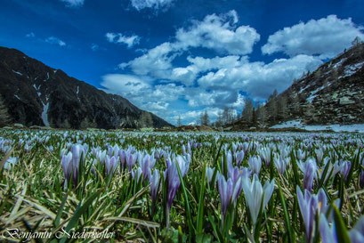 Ein Krokusmeer auf der Gögealm in Weißenbach in der Ferienregion Kronplatz