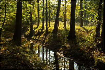 Schaumburger Wald