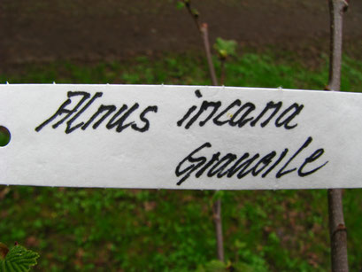 Sein Name!