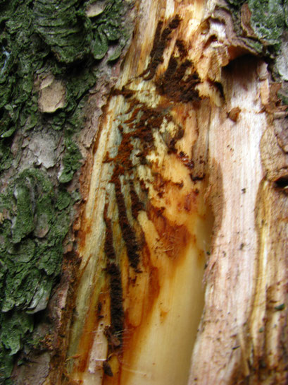 Borkenkäfer 2