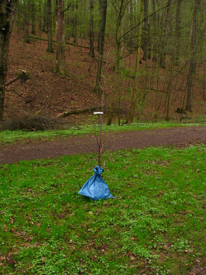 Dieser Baum soll gepflanzt werden.