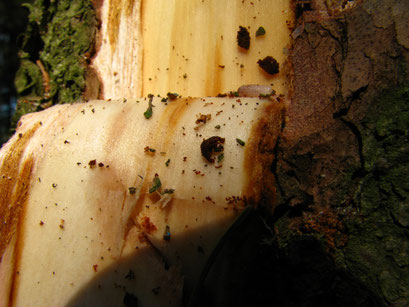 Borkenkäfer