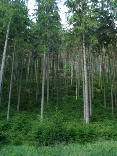 Hier pflegen Förster den Wald
