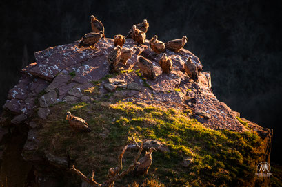  PEÑAS D'ITSUSI - UN MAJESTUEUX REPAIRE DE VAUTOURS   Situées à la limite entre Hegoalde et Iparralde, au nord de la province de Navarre, un des joyaux naturels et sauvages du Pays basque.   Entre le sommet de l’Artzamendi et le torrent du Bastan qu’elles